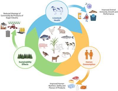 From feed to fork: immunity, performance and quality of products from farm animals fed sugarcane products